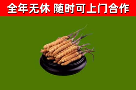 东方回收冬虫夏草