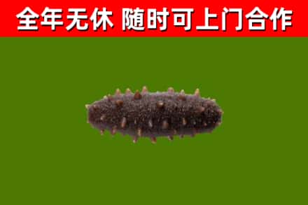 东方回收海参干